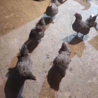 مرغ امروک تخم گذار