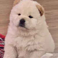 چاو چاو اصیل دو ماهه