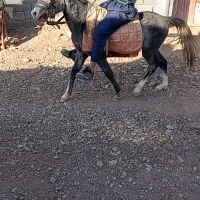 اسب|اسب و تجهیزات اسب‌سواری|تربت جام, میان جام|دیوار