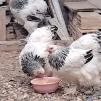 مرغ خروس به رهنما