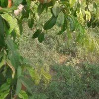 اجاره-زمین-کشاورزی200ملیون-تومان