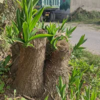 فروش فوری گل یوکا آماده