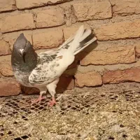 کبوتر|پرنده|مشگین شهر, |دیوار