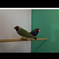 فنج گلدین معاوضه با سهره و قناری