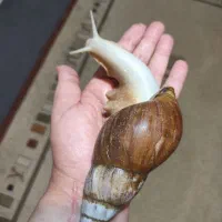 حلزون