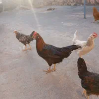 جوجه بالغ|حیوانات مزرعه|ایوان, |دیوار