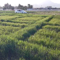 قواره 1000متری جهت باغ شهر|فروش زمین و ملک کلنگی|شیراز, تاچارا|دیوار