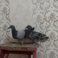 سلام جفت جوجه آلمانی