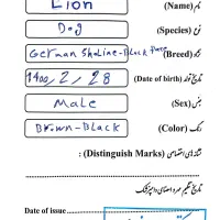 سگ ژرمن شپرد مو بلند اصیل