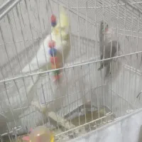 عروس هلندی مولد