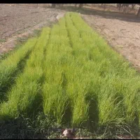 یک کیلو نهال پیاز راتا زرد|گل و گیاه طبیعی|حور, |دیوار