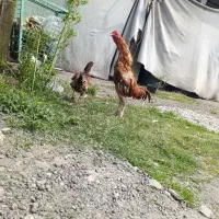 خروس لاری اصل