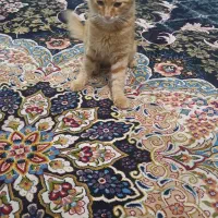 گربه|گربه|آزادشهر, |دیوار