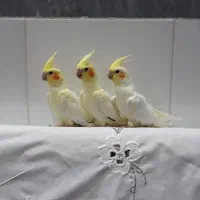 عروس هلندی لوتینو