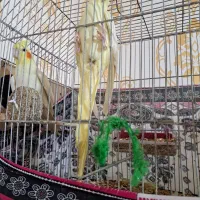 شادگان روستای توبچی|پرنده|شادگان, |دیوار