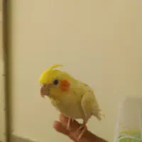 یه عدد عروس هلندی|پرنده|اصفهان, بهارستان|دیوار