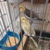 عروس هلندی مولد