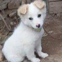 توله پامر نر