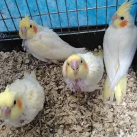 عروس هلندی سرلاکی