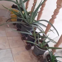 ده تا گلدون بزرگ به فروش میرسد