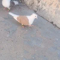 کفتر پشت زرد|پرنده|بجنورد, |دیوار