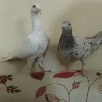 کفتر سالم و ارزان دونه 100
