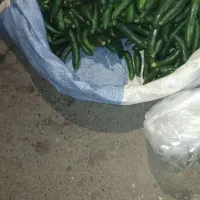 خیار خیارشویی