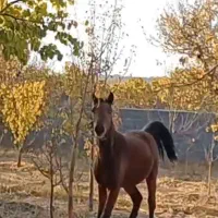 کره مادیان کرد خالص 19 ماه