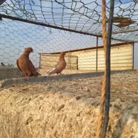 سلام فروش|پرنده|بهبهان, |دیوار