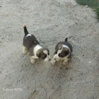 دو توله آلابای|سگ|گمیشان, |دیوار