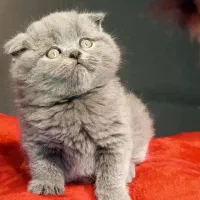 اسکاتیش بلو وارداتی|گربه|تهران, تهرانسر مرکزی|دیوار