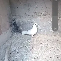 کبوتر عتیقه