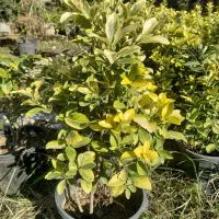 شمشاد|خدمات باغبانی و درختکاری|چابکسر, |دیوار