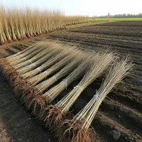 نهال سپیدار با ریشه قوی ارسال به سراسر کشور