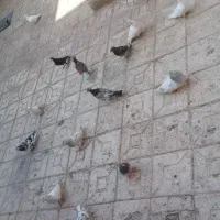 کبوتر یا کفتر وکمک ریگلاژی سیستم سنگین حرفه ای|پرنده|بیرجند, |دیوار