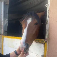 کره اسب نریان