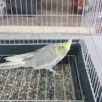 سلام فروشی|پرنده|حمیدیا, |دیوار