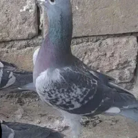 کبوتر گرفتنی و جوانه