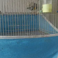 سهره جوجه قفس