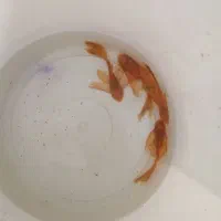 کت پوزه بوته ای کوریدوراس فایتر