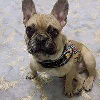 فرنچ بولداگ اپارتمانی