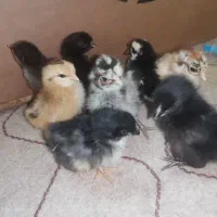 فروش جوجه محلی