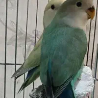 طوطی برزیلی ۴ماهه نروماده