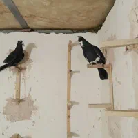 دوعدد نر پلنگ کفتر سوراخ|پرنده|ماهان, |دیوار