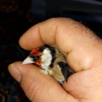 سهره نرمتولد قفس نشون دار