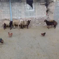 بره نر کشتاری|حیوانات مزرعه|شیروان (لرستان), |دیوار