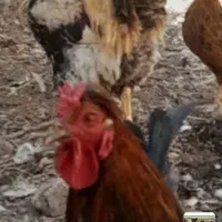 فروس خروس بزرگ|حیوانات مزرعه|ورزنه, |دیوار