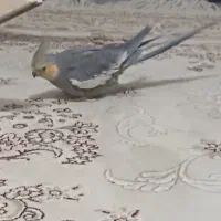 گمشده|حیوانات|فولادشهر, مسکن مهر فولادشهر|دیوار