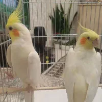 عروس هلندی گم شده