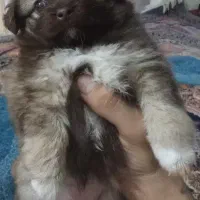 سگ مالتیز   توله سگ